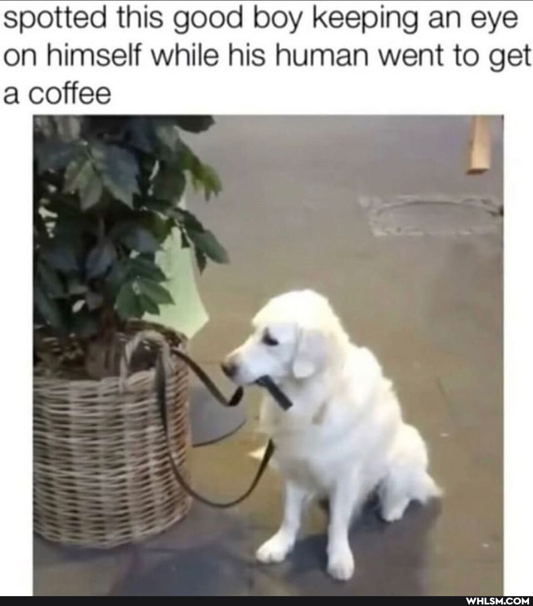 spotted this good boy keeping an eye on himself while his human went to get a coffee