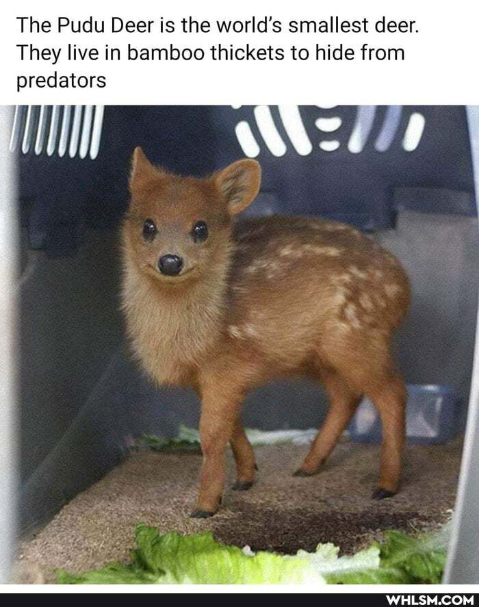 The Pudu Deer is the world's smallest deer.
They live in bamboo thickets to hide from predators