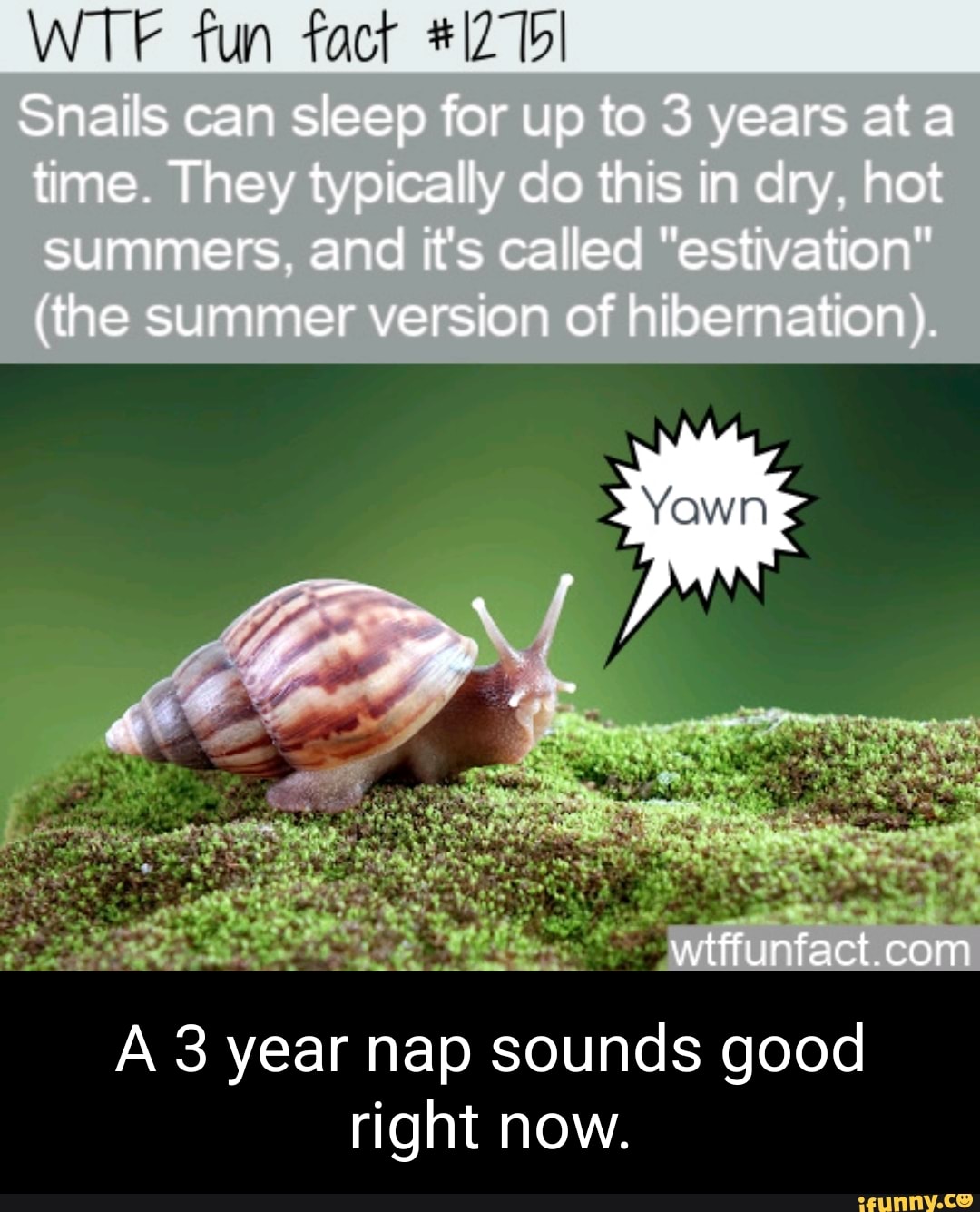 Fun fact Snails can sleep for up to 3 years ata time. They typically do this in dry. not summers