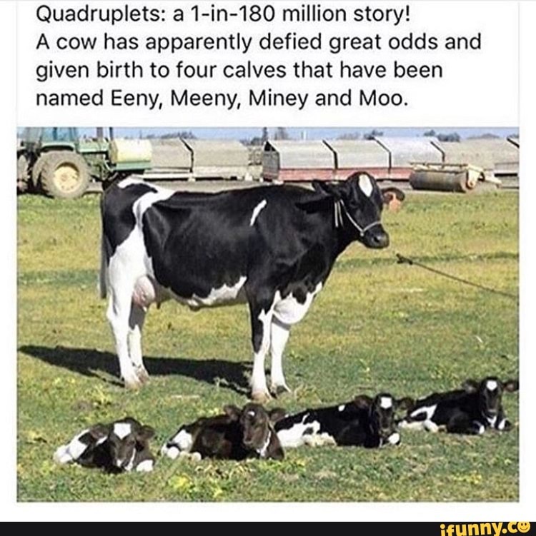 Quadruplets: a 1-in-180 million story!
A cow has apparently defied great odds and
given birth to four calves that have been
named Eeny, Meeny, Miney and Moo.