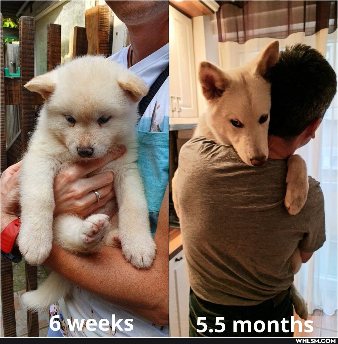 6 weeks months