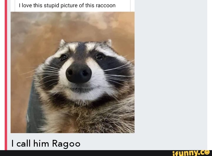 I love this stupid picture of this raccoon