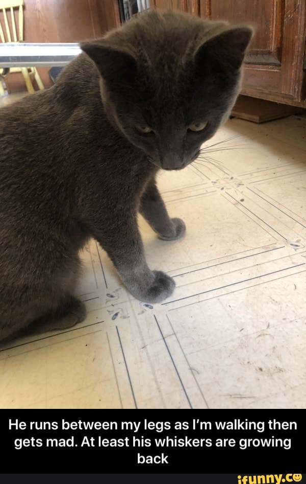 He runs between my legs as I'm walking then
gets mad. At least his whiskers are growing
back - He runs between my legs as I’m walking then gets mad. At least his whiskers are growing back
