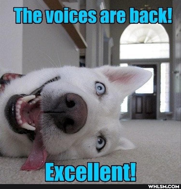 The voices are hack