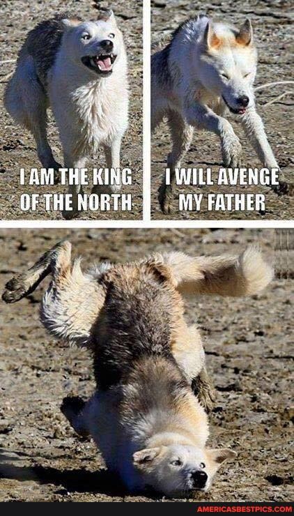 TAM THE KING GF THE NORTH
AVENGE MY FATHER