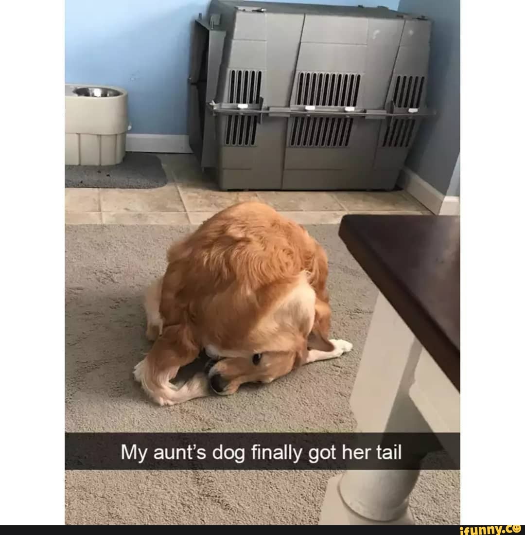 SK
My aunt's dog finally got her tail