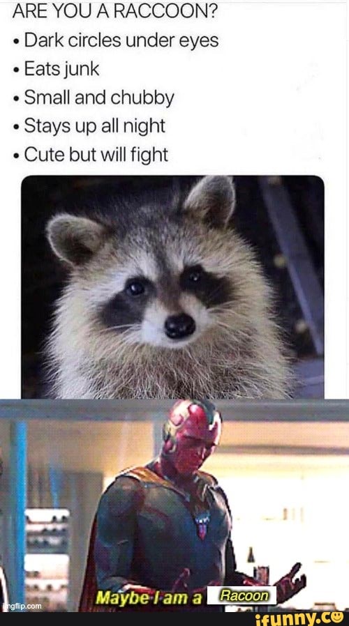 ARE YOU A RACCOON?
Dark circles under eyes
Eats junk
Small and chubby
Stays up all night
Cute but will fight
Maybe-lam