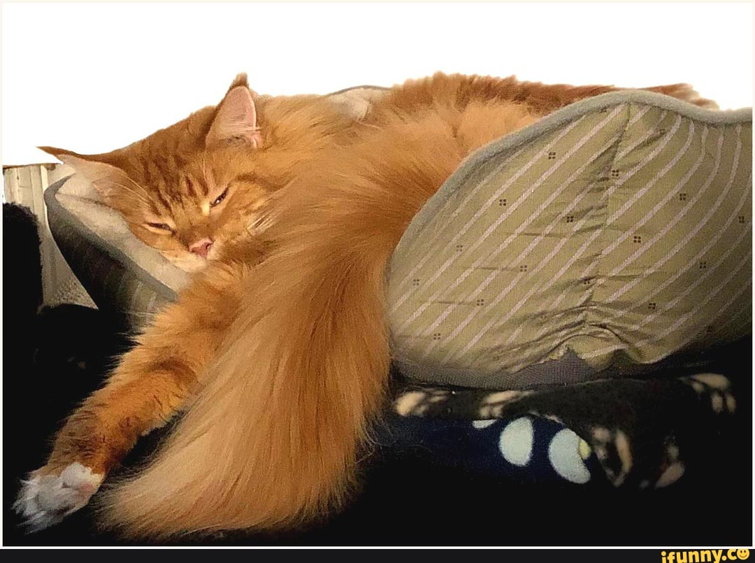 funny, animals, cat, cool, mildly_interesting