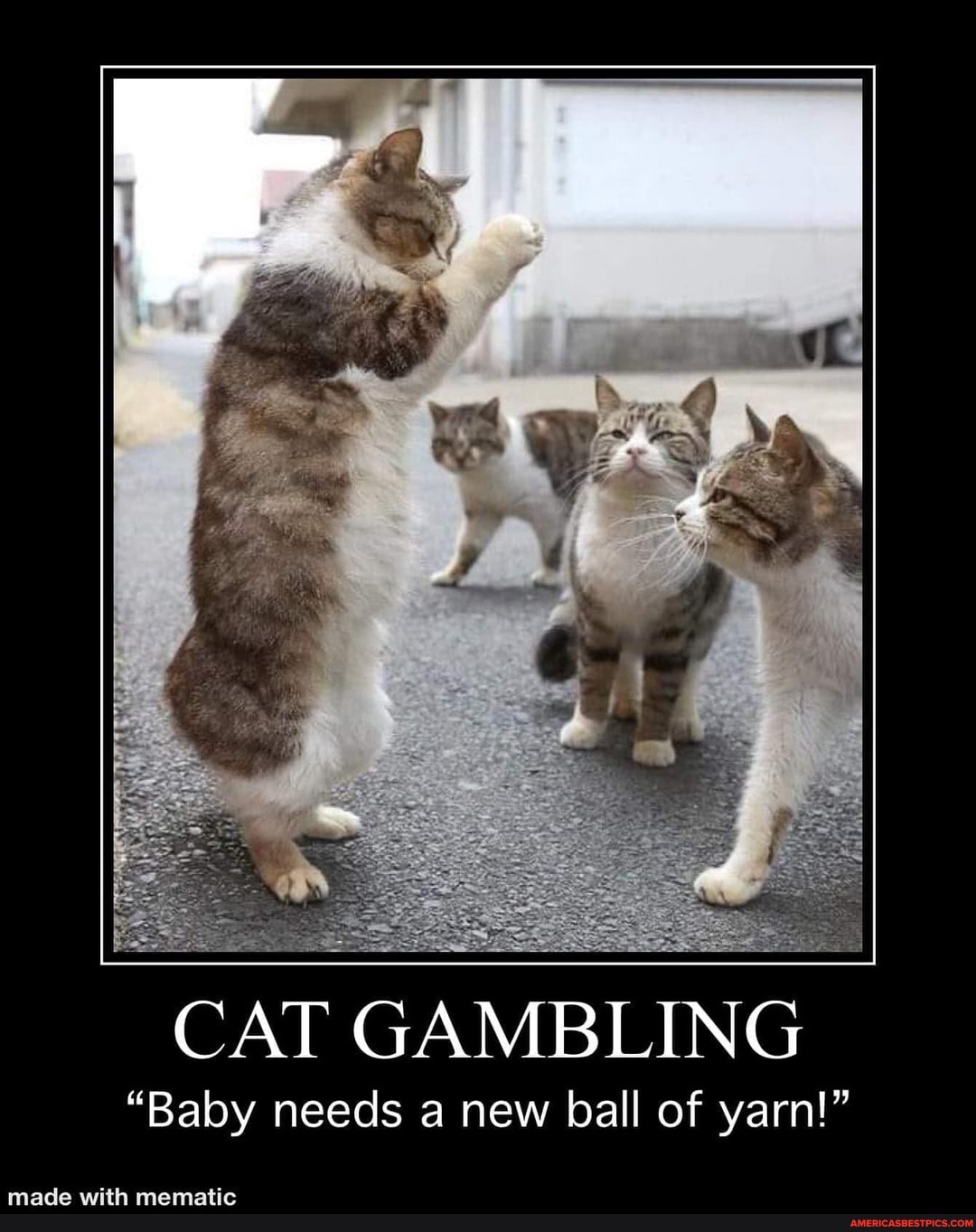 AG
CAT GAMBLING
"Baby needs a new ball of yarn!"