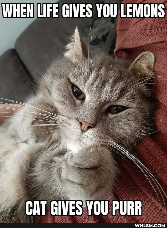 WHEN LIFE GIVES YOU LEMONS
CAT GIVES YOU PURR