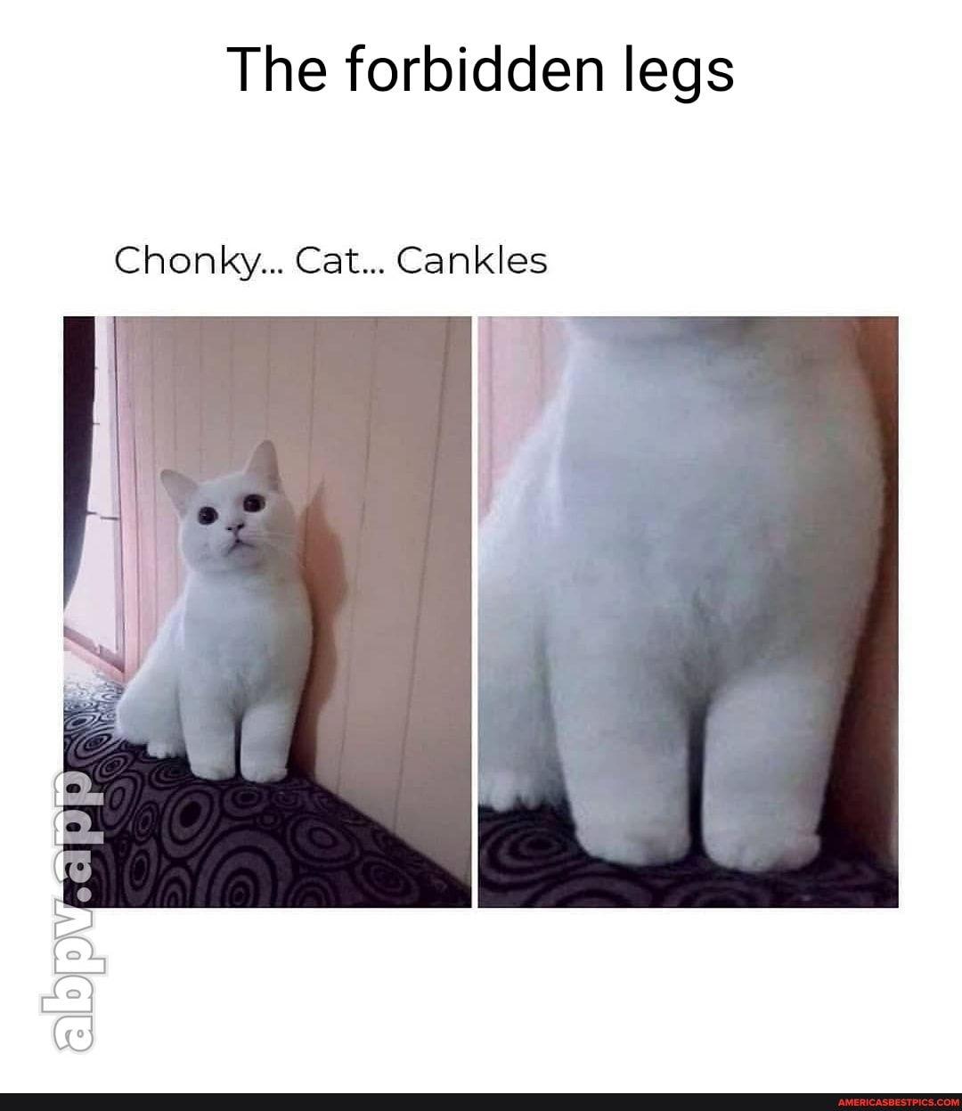 The forbidden legs
Chonky... Cat... Cankles
