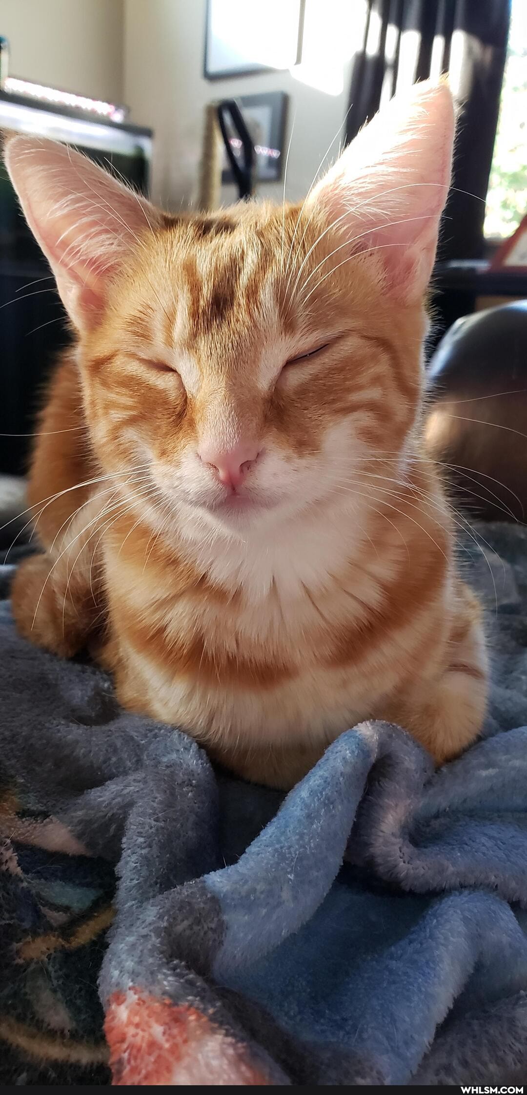aww, kitten, caturday