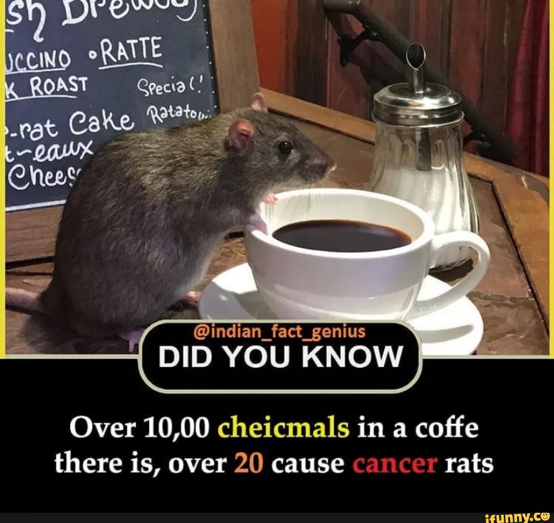 Крыса с кофе