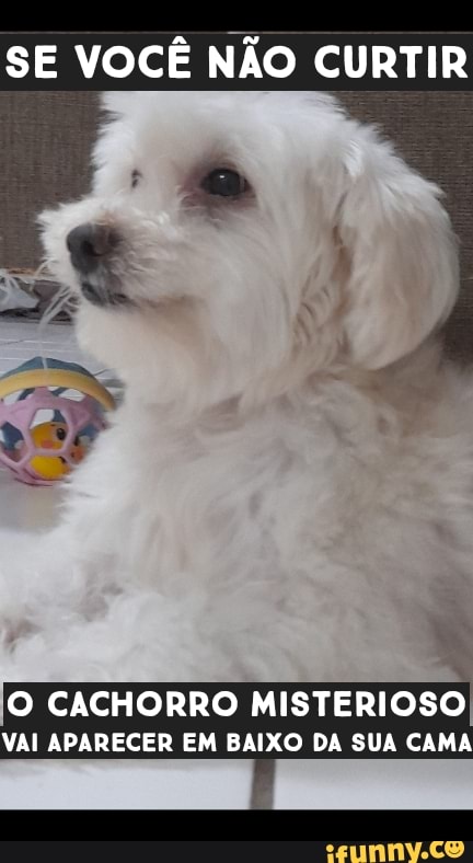 SE VOCÊ NÃO CURTIR
LP
O CACHORRO MISTERIOSO VAI APARECER EM BAIXO DA SUA CAMA