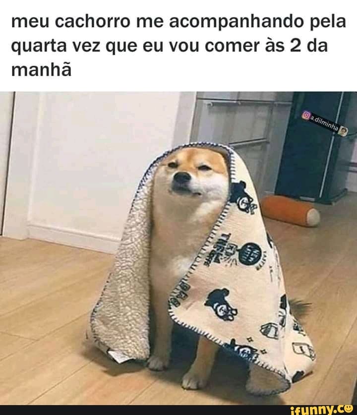 meu cachorro me acompanhando pela
quarta vez que eu vou comer às 2 da
manhã