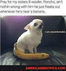 thin hhim he just
whenever he's near a banana