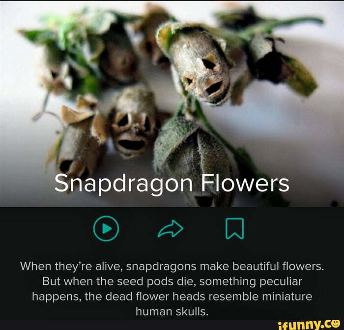 snapdragon dead