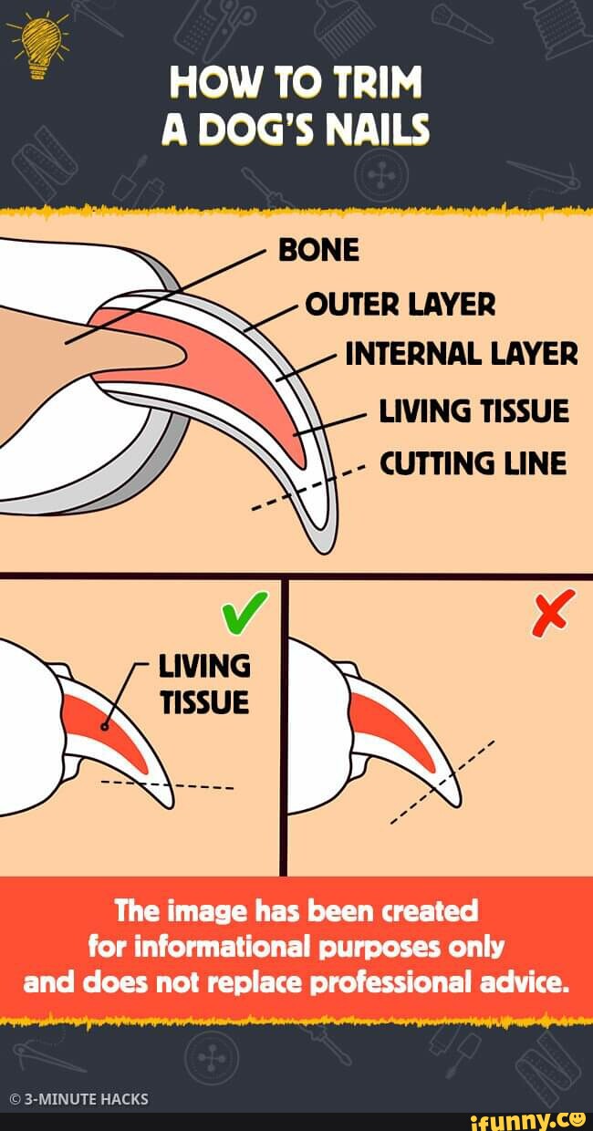 HOW TO TRIM A DOG'S NAILS BONE OUTER LAYER INTERNAL LAYER LIVING TISSUE ...