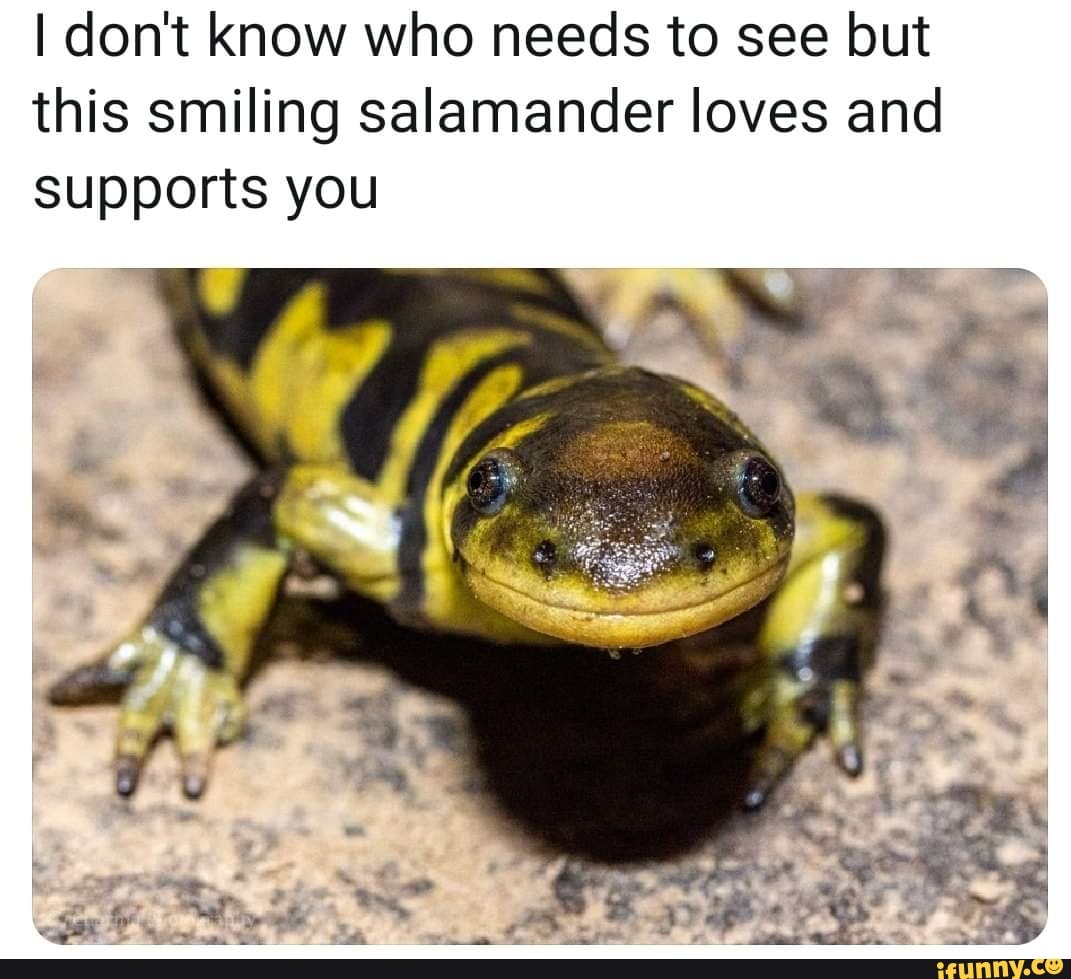 Salamander memes. Best Collection of funny Salamander pictures on iFunny