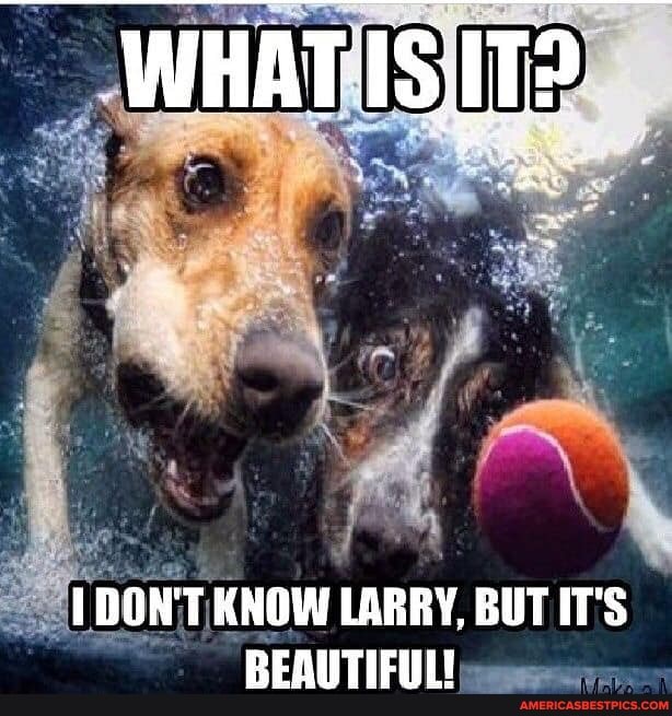 WHAT IS IT?
DON'T KNOW LARRY, BUT IT'S
