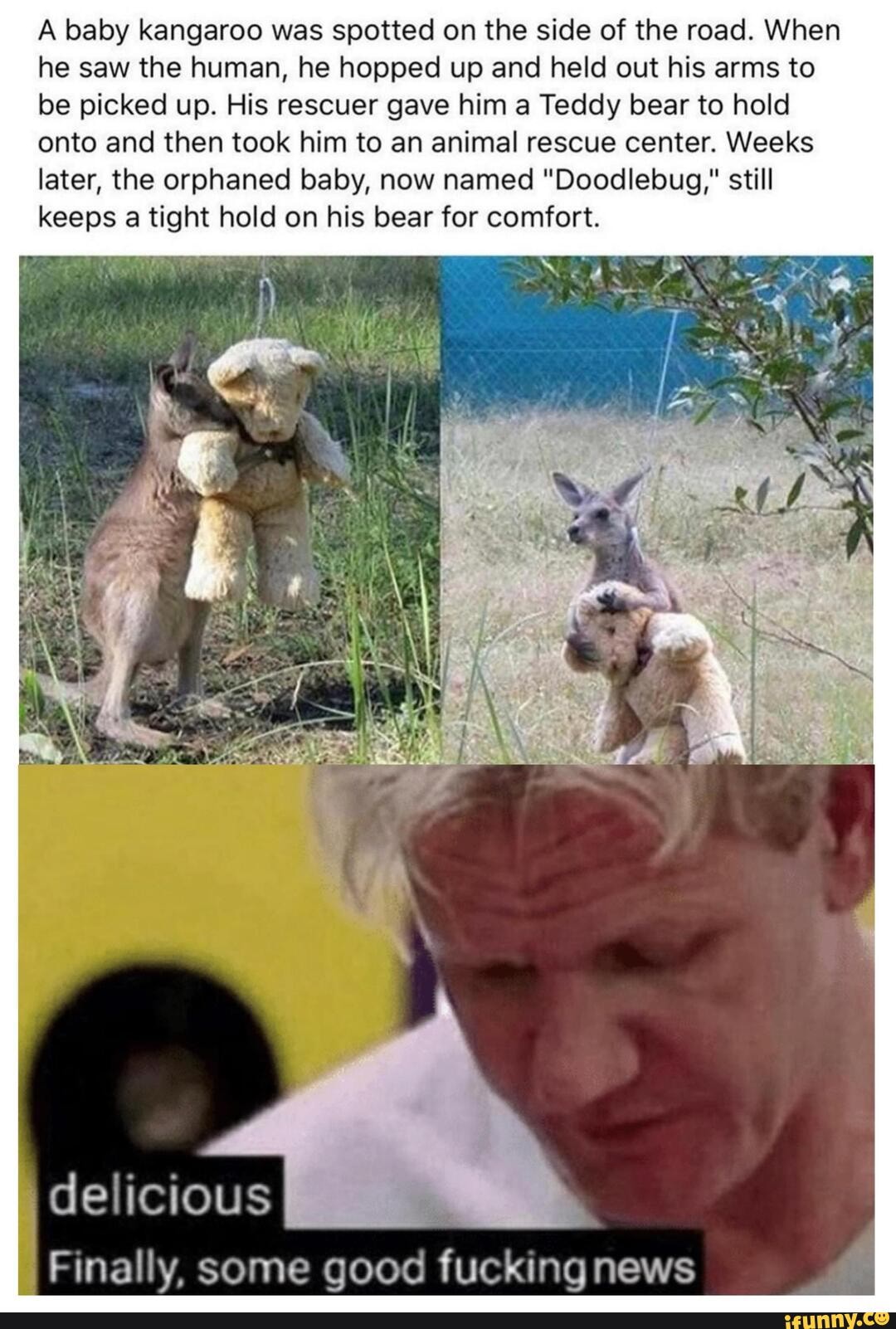 A baby kangaroo was spotted on the side of the road. When
he saw the human, he hopped up and held out his arms to
be picked up. His rescuer gave him a Teddy bear to hold
onto and then took him to an animal rescue center. Weeks
later, the orphaned baby, now named "Doodlebug," still
keeps a tight hold on his bear for comfort.
E Finally, some good fuckingnews