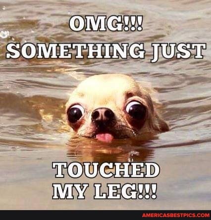 SOMETHING JUST
an
TOUCHED NY LEG"!