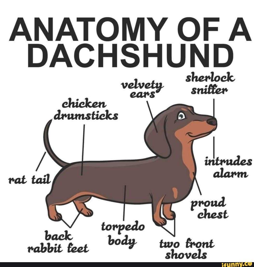 ANATOMY OF A DACHSHUND sniffer )