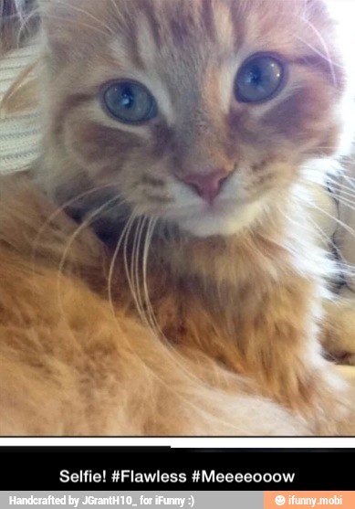 Selfie! #Flawless #Meeeeooow - Selfie! #Flawless #Meeeeooow