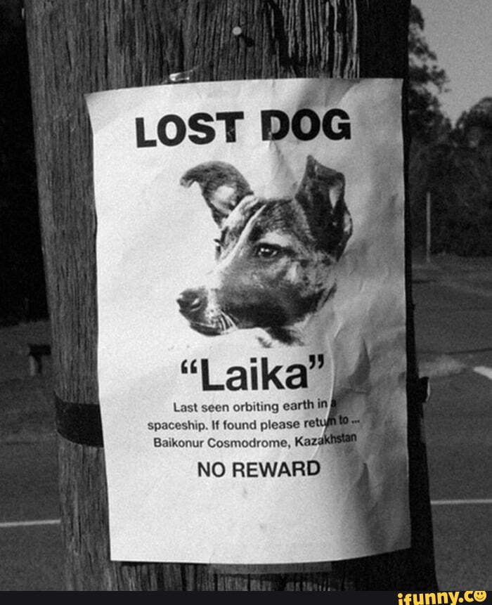 She want to go home. The Lost Dog. Laika still wants go Home. Lost Dog funny. Bueno que собака.