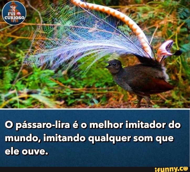 O pássaro-lira é o melhor imitador do mundo, imitando qualquer som que ele ouve.
