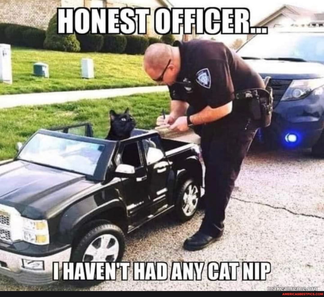 HONESTOFFICE
IHAVEN'T HAD ANY CAT NIP.