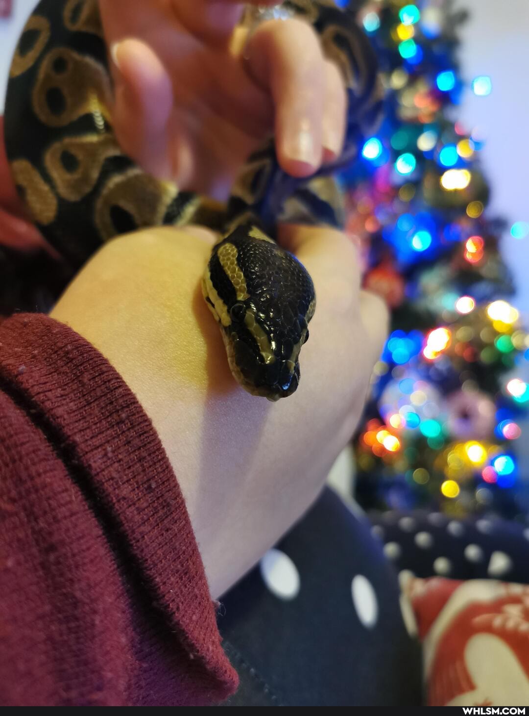 animal, snake, christmas
