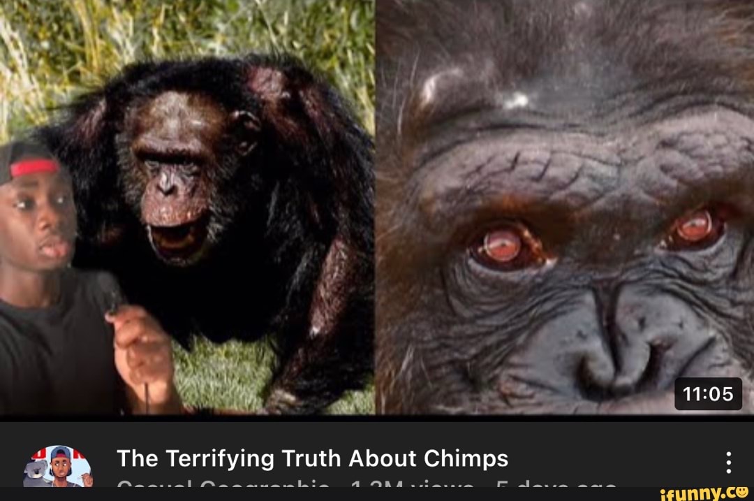 Des) \ ) The Terrifying Truth About Chimps The Terrifying Truth About