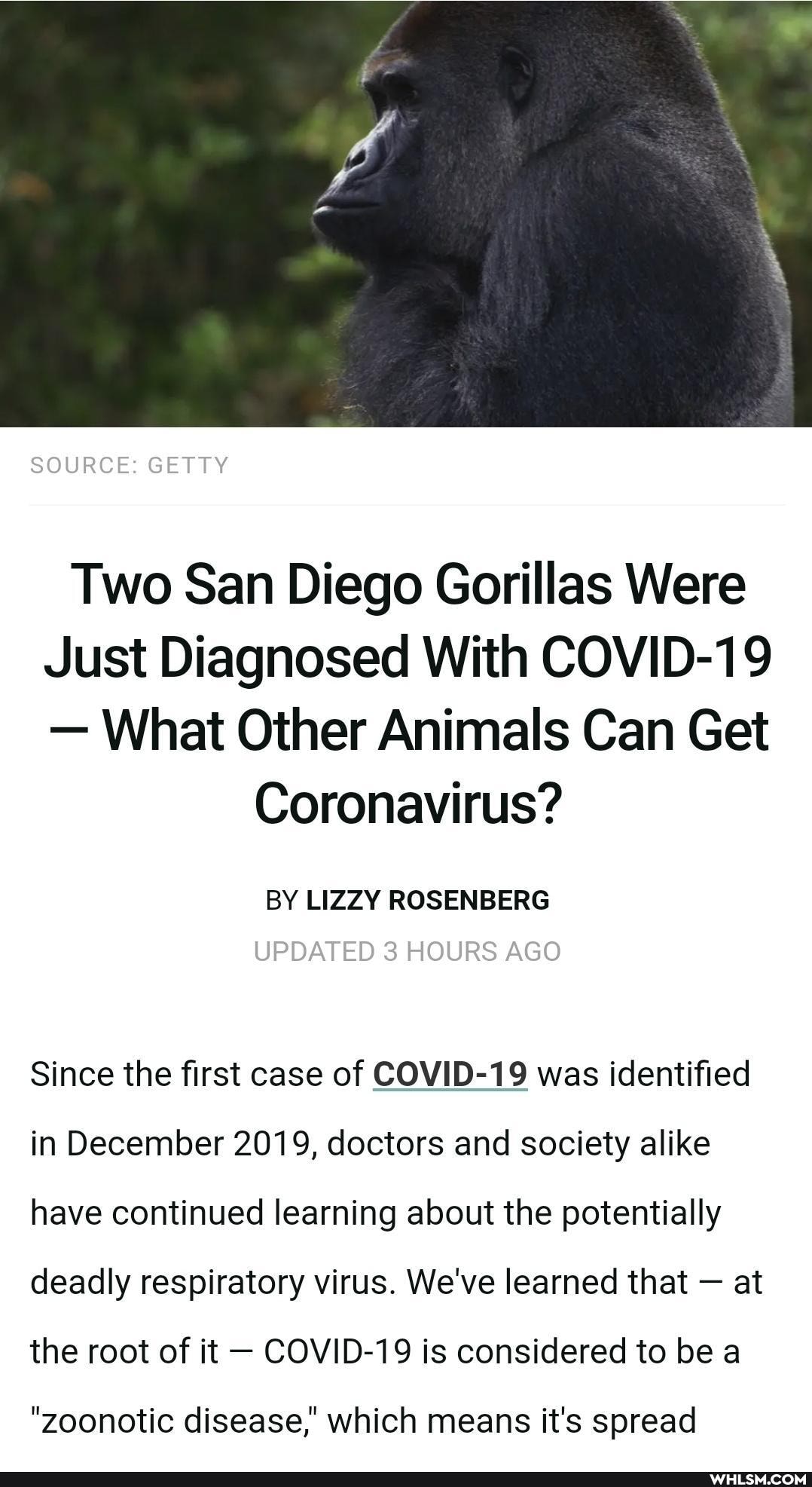 SOURCE: GETTY
Two San Diego Gorillas Were
Just Diagnosed With COVID-19
- What Other Animals Can Get
Coronavirus?
BY LIZZY ROSENBERG UPDATED 3 HOURS AGO
Since the first case of COVID-19 was identified in December 2019, doctors and society alike have continued learning about the potentially deadly respiratory virus. We've learned that - at the root of it COVID-19 is considered to be a
"zoonotic disease,' which means it's spread