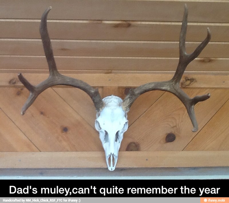 Dad's muley,can't quite remember the year - Dad's muley,can't quite remember the year
