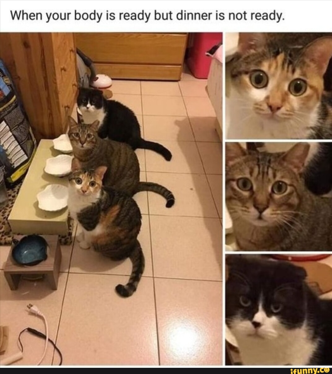Пришел Покормить Кота Порно