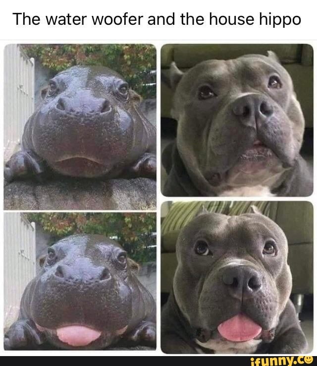The water woofer and the house hippo iFunny