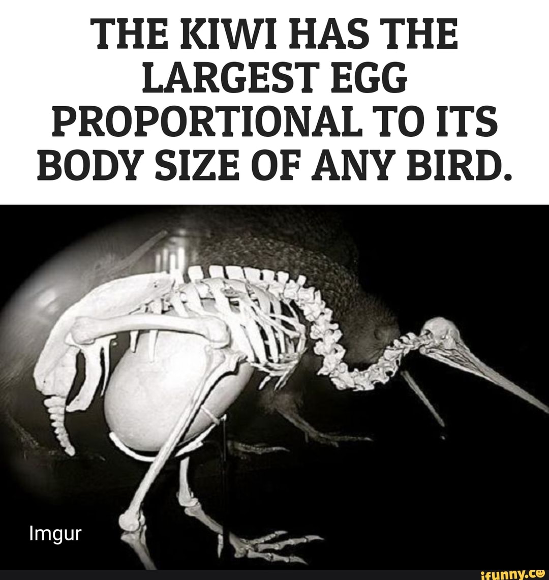 D2 rage essay 05 image