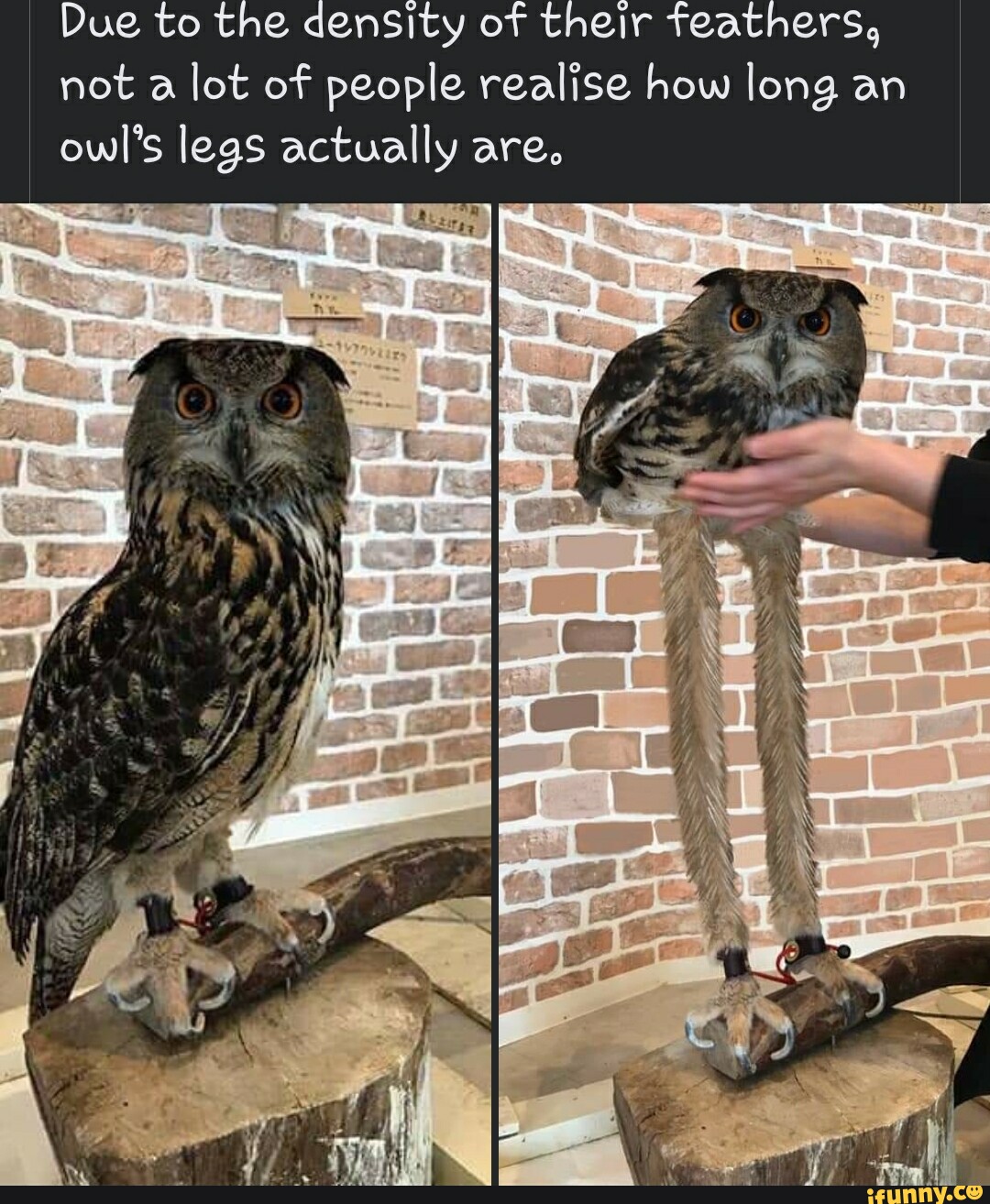 When I realize that owls have long legs, @Rellik999