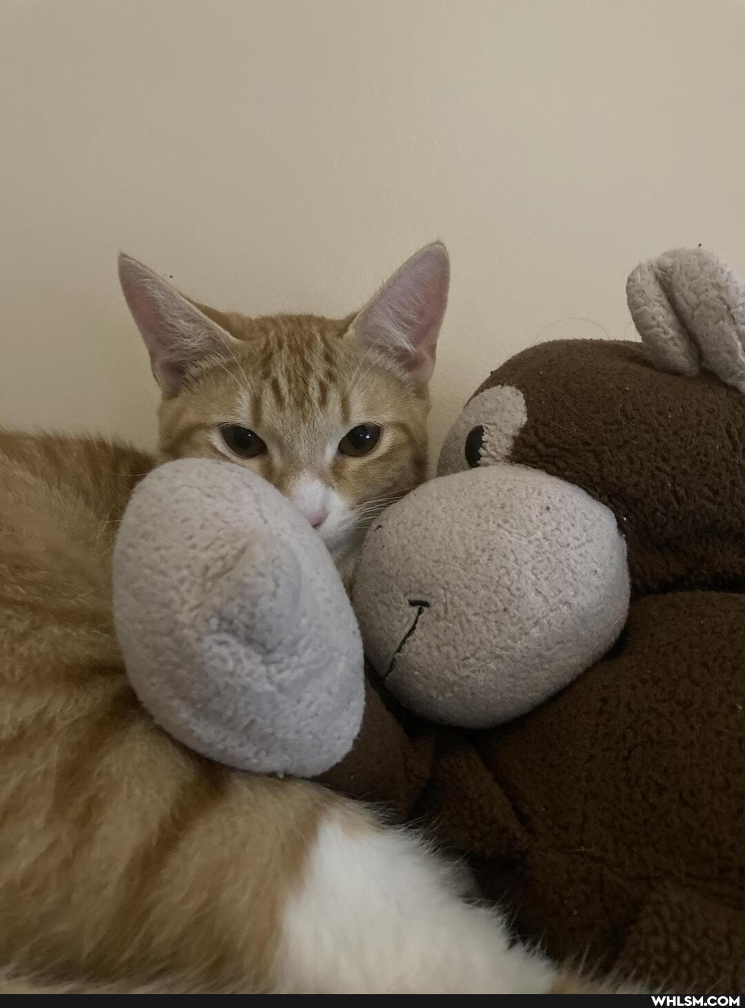 caturday, fluffy_kitty, catnap, crazycatlady