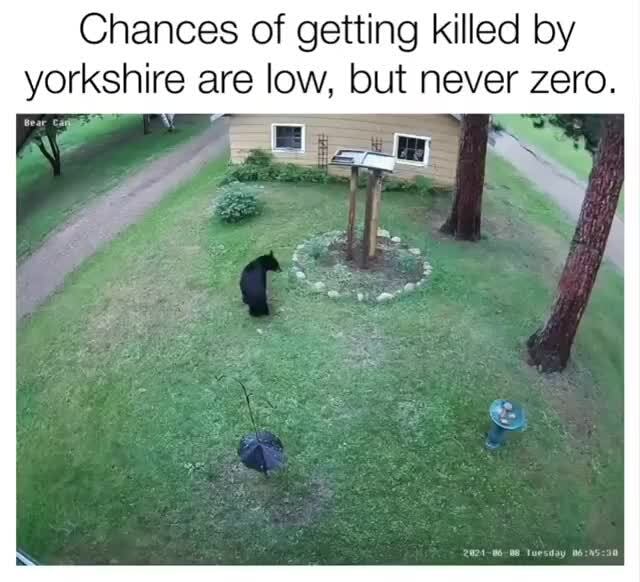 Chances of getting killed by yorkshire are low, but never zero. - )