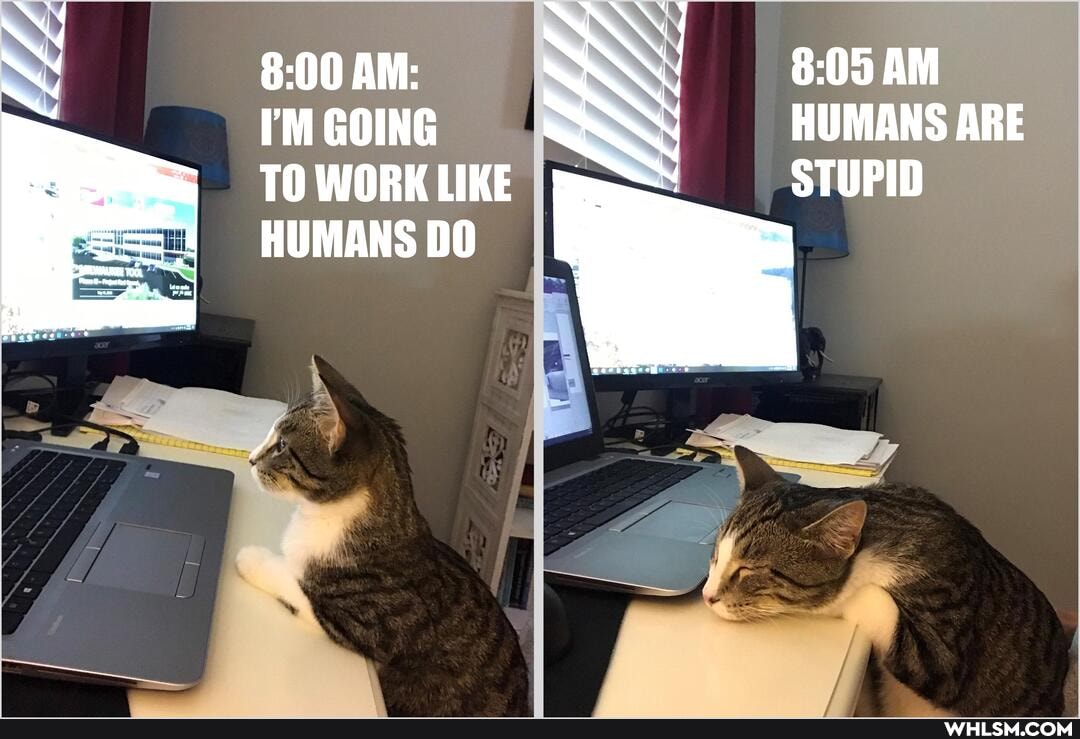 AM:
I'M GOING
TO WORK LIKE HUMANS DO
HUMANS ARE STUPID