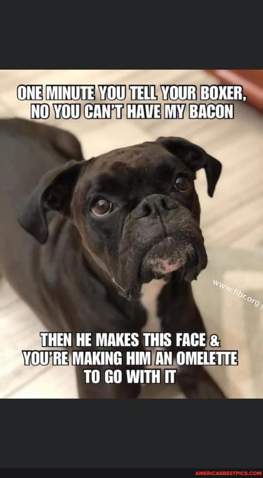 ONE MINUTE YOU TELL YOUR BOXER,
NO YOU GAN'T HAVE MY BACON
THEN HE MAKES THIS FACE &
PYOU'RE MAKING HIM AN OMELETTE
TO GO WITH IT
/ lls,