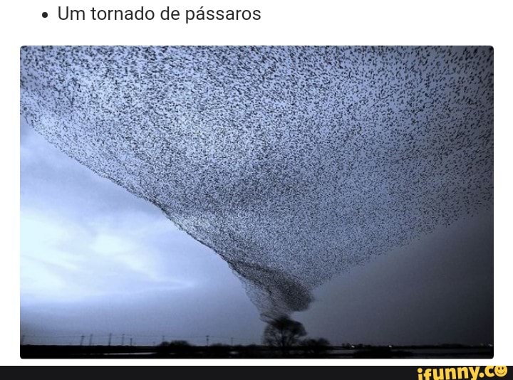 Um tornado de pássaros