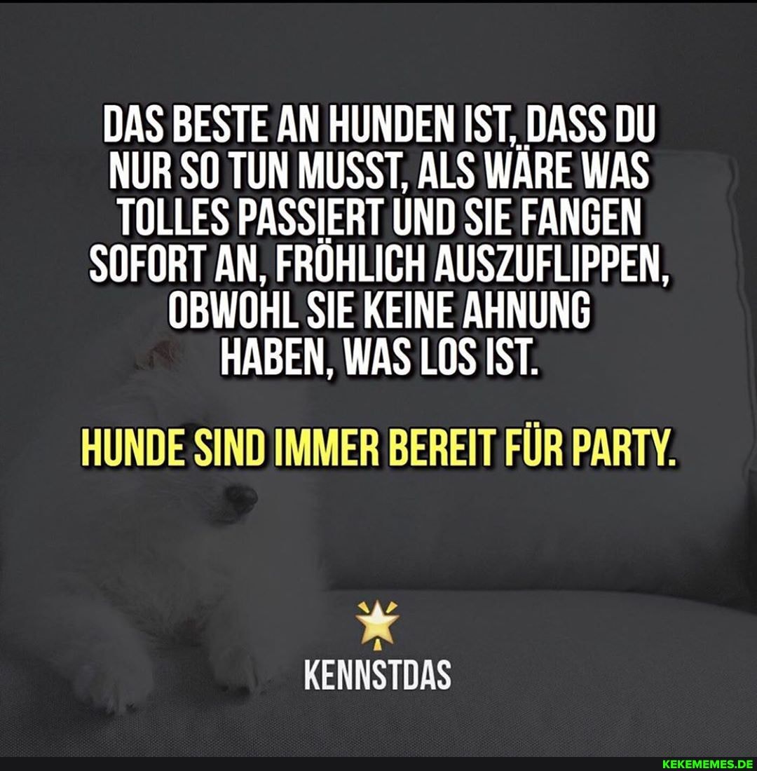 DAS BESTE AN HUNDEN IST, DASS DU NUR SO TUN MUSST, ALS WÄRE WAS TOLLES PASSIERT UND SIE FANGEN SOFORT AN, FRÖHLICH AUSZUFLIPPEN,
OBWOHL SIE KEINE AHNUNG HABEN, WAS LOS IST.
HUNDE SIND IMMER BEREIT FÜR PARTY.
KENNSTDAS