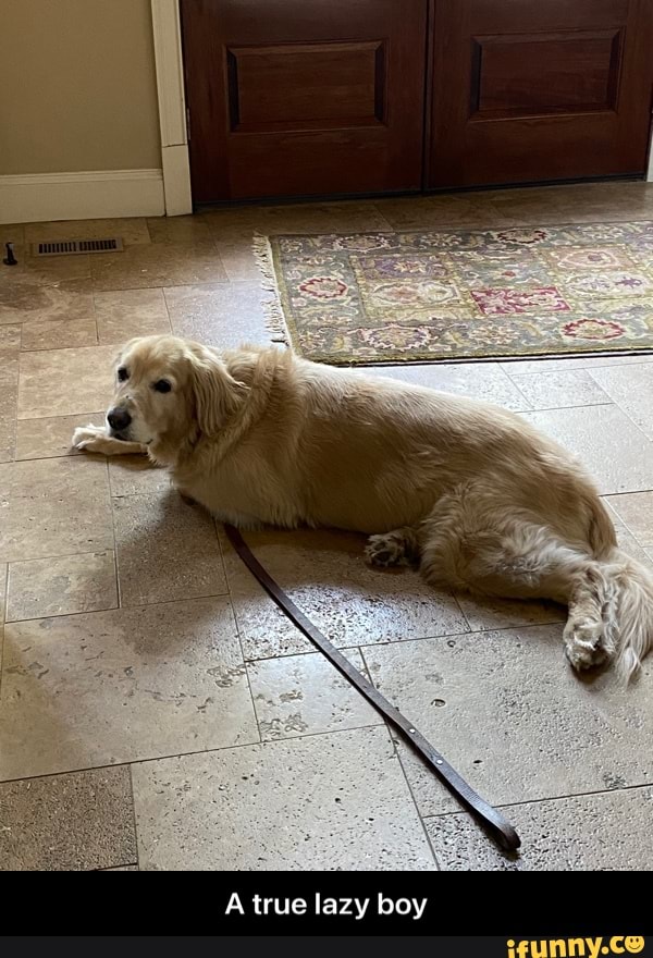 A true lazy boy - A true lazy boy
