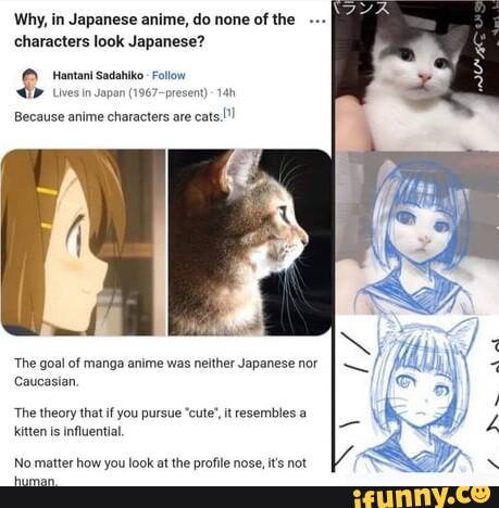 Our Top 10 Anime Cats  CatCon Worldwide