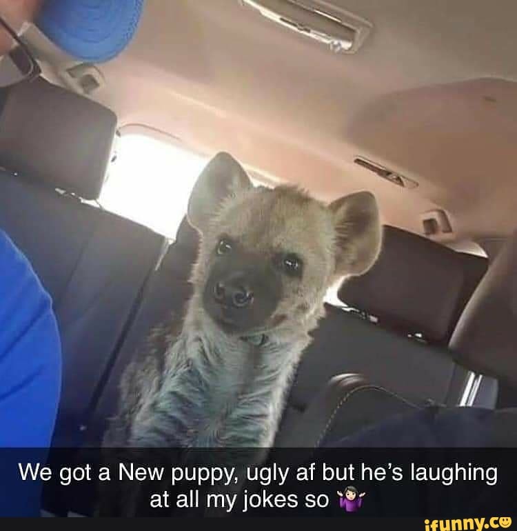 We got a New puppy, ugly af but he's laughing
at all mv inkaec an