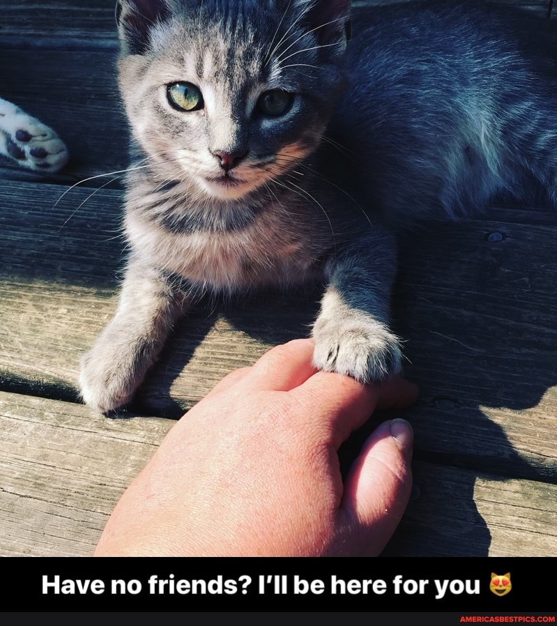 Have no friends? I'll be here for you - Have no friends? I’ll be here for you 😻