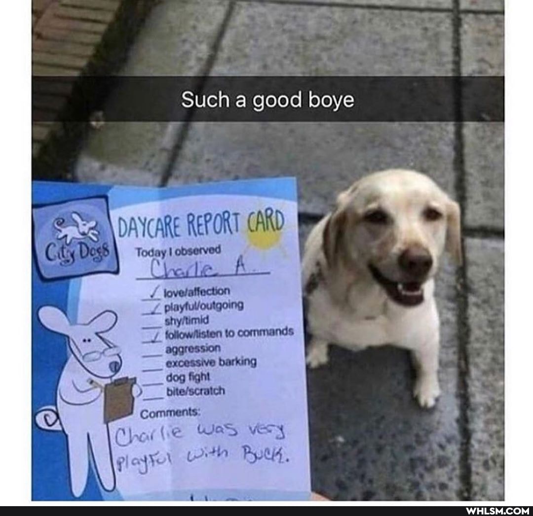 Such good boye
DAYCARE REPORT CARD Today! observed
Comments:
Chat ve Was very glayer iith Pyt4,